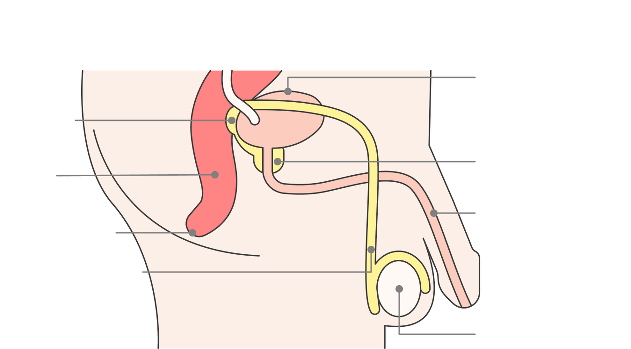前列腺的位置及其结构